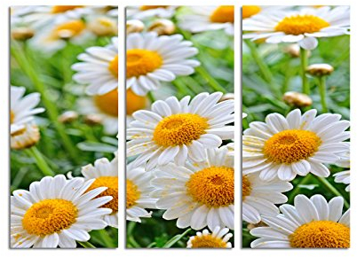 Paul Sinus Art 130x90cm – Keilrahmenbild grüne Wiese Kamillenblumen Nahaufnahme 3teiliges Wandbild auf Leinwand und Keilrahmen - Fotobild Kunstdruck Artprint