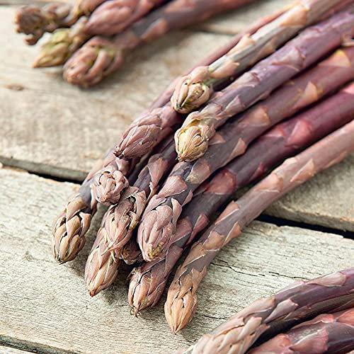 Asparagus Burgundine Plant in a 17cm Pot RHS AGM