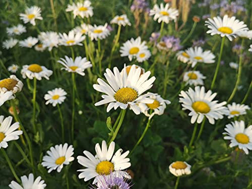 deutsche Wiesen-Margerite Samen, heimische Margerithe (lat. Leucanthemum vulgare) als Blumenwiese, Blumen Saatgut für Rasen & Wiese (1.000 Samen)