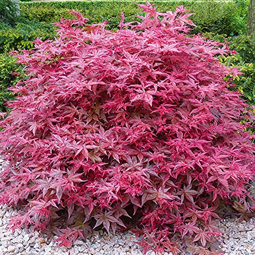 Gardeners Dream Acer Palmatum 'Beni-Maiko' (50-70 cm inkl. Topf) - Japanischer Ahorn - Roter Fächerahorn - Winterharte Pflanzen für Garten, Terrassen Pflanzen oder als Winterharte Kübelpflanzen