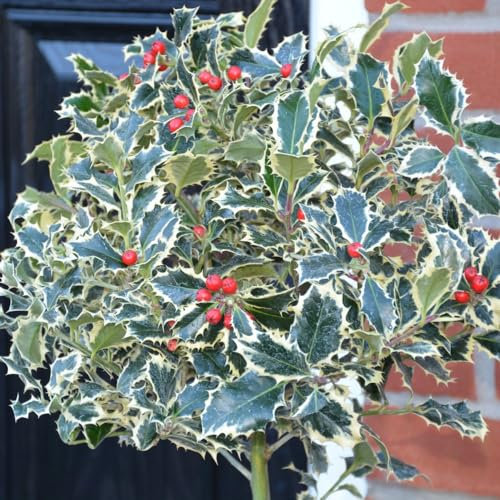 Holly 'Argentea Marginata' - Hardy Tree - Scarlet Red Winter Berries - White Summer Flowers - Evergreen Plant - Easy to Grow Your Own - 1x 9cm Potted Plant by Thompson and Morgan