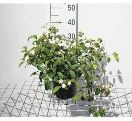 Viburnum plic. 'Watanabe' - Viorne Japonaise 'Watanabe', Viorne De Chine 'Watanabe' 30-40 cm en pot