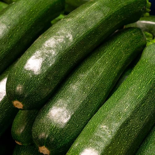 Courgette Black Beauty Seeds – Heavy-Cropping Zucchini Variety for UK Gardens – Delicious, Dark Green Fruits – Easy to Grow – Perfect for Beds, Pots & Allotments – High Germination