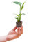 Baby Monstera Deliciosa Swiss Cheese Plant