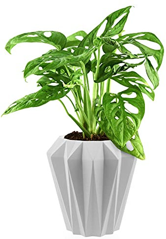 Monstera Monkey Leaf Plant Pot Sharp White de 13 cm de diámetro y 23 cm de Alto