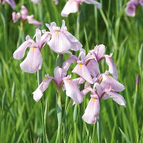 Carbeth Plants Pond Plants for Small Ponds - 3 X 9cm Pot Iris Rose Queen - Japanese Iris - Live Marginal Ponds Plant - Low Maintenance Perennial Outdoor Pond Plant