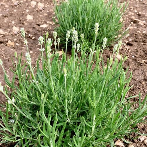 Semillas de Lavanda - productos sostenibles de otoño resistentes semillas de silvestres para lugares soleados 50pcs