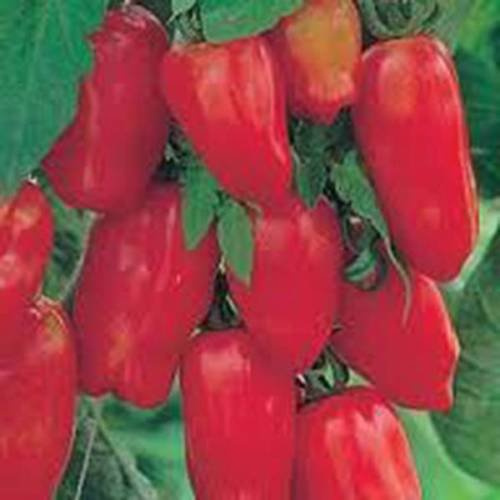 POMODORO, SAN MARZANO, HEIRLOOM, ORGANICO, 500 SEMI, POMODORO-SAMEN, KLASSISCHES POMODORI