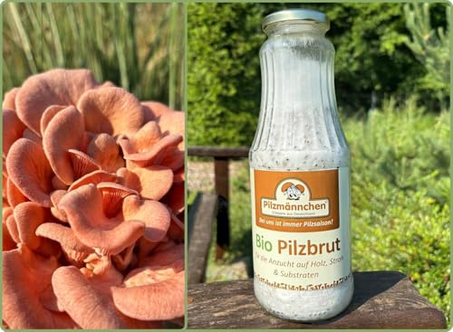 Bio Rosenseitling Körnerbrut - Pilze selber züchten