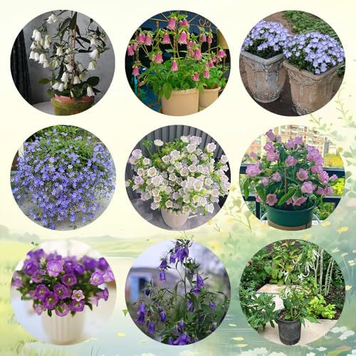 semi resistenti di campanula - giardino roccioso resistenti di campanula, balcone 100pcs