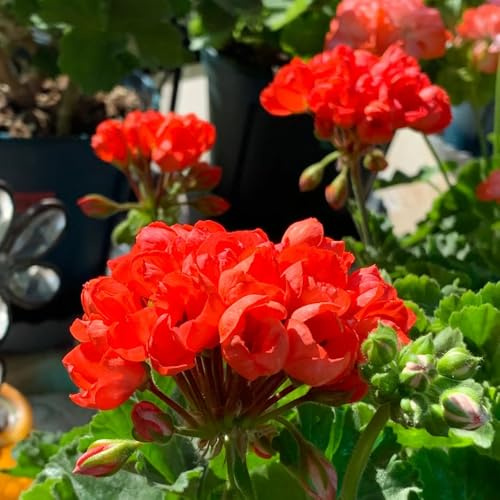 geraniensamen pelargonium frühlingsblume winterharte kübelpflanzen geranien kletterpflanzen steingartenpflanzen bodendecker blumensamen mehrjährig winterhart balkonpflanzen 25samen