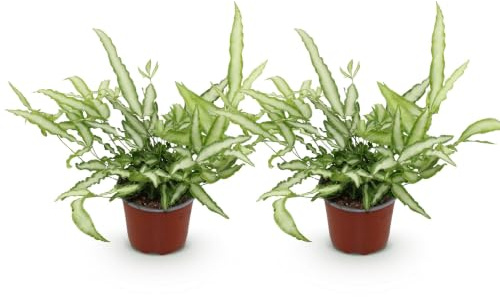 Helechos de Interior Pteris Cretica Albolineata, Verde y Blanco, Pack de 2