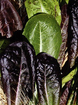 PREMIER SEEDS DIRECT - Lettuce Seeds - Romaine TRI Colour Blend - 800 Seeds (Organic)