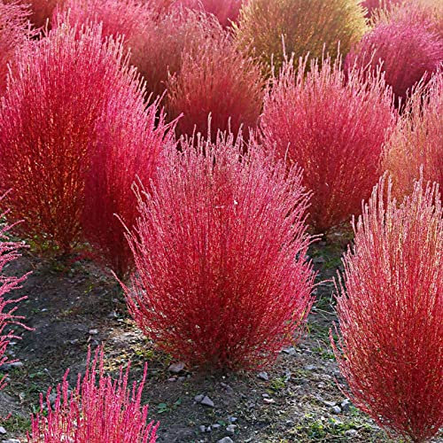 Saterkali Semi di Kochia Scoparia, 50 Pz/Borsa Semi di Erbe Facile da piantare Roveto ardente Semi di Kochia Scoparia Forniture da Giardino Semi