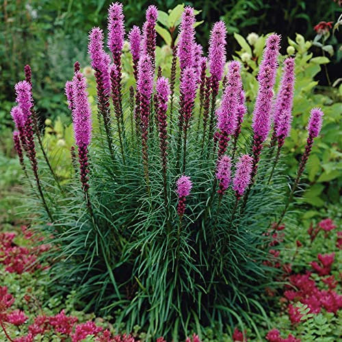 10 Roots Liatris Spicata – Exotic Xtra Large Perennials – RHS Plants for Pollinators – Attractive Lush Blooms – Resembles a Magic Wand – for Your Beautiful Garden