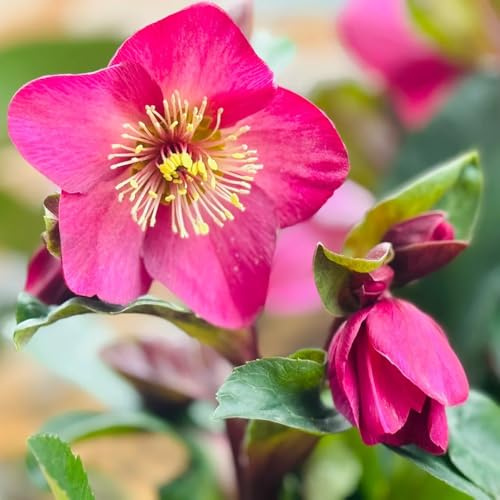 semi di rosasemi di Natale - campo di rosasemi di Natale, Helleborus thibetanus - Le da roccioso sono copertura del terreno, 500pcs