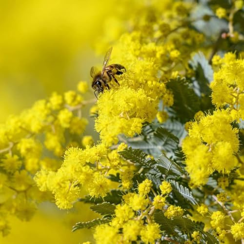 Mimosa Acacia dealbata pianta in vaso 4 litri con canna h.140/160 cm Vivaio di Castelletto
