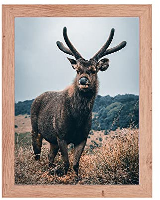 Rahmendesign24 Posterrahmen Milano 45x60 Eiche natur Fotorahmen, Wechselrahmen, Bilderrahmen, Puzzlerahmen