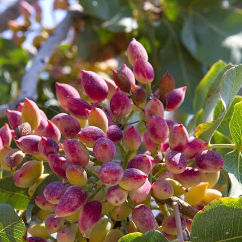 semi di pistacchio - perenni resistenti biologici giardino aiuola balcone 30pcs