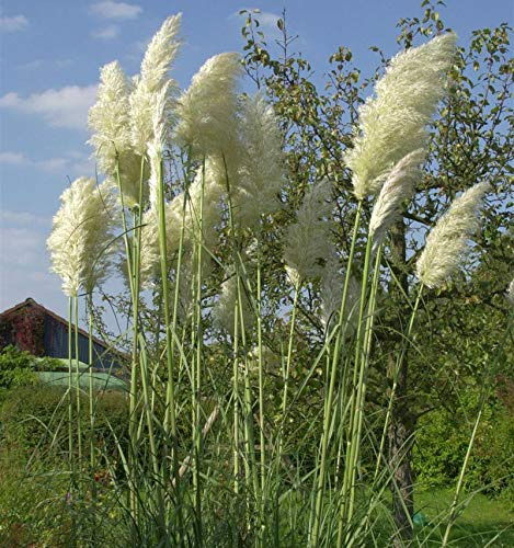 Pampasgras weiße Wedel - Cortaderia selloana - lebende Gartenpflanze aus den Baumschulen