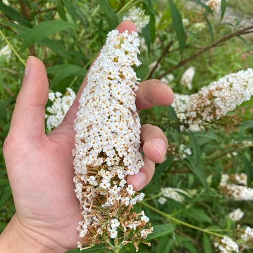 Buddleja davidii - semi tagliati letto elevato giardino balcone primavera perenni resistenti, 100pcs