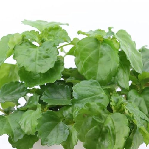 Planta del Dolar Natural Planta Ornamental Ideal para Pricipiantes