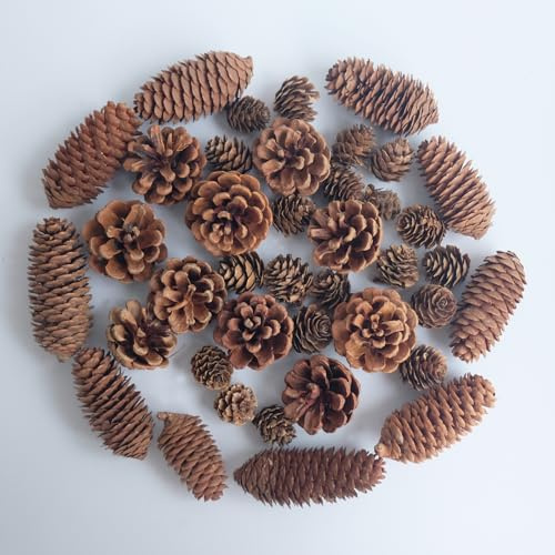 40 Stück Weihnachten Tannenzapfen, Kiefernzapfen Dekoration Multi Size Natürliche , Natur für Weihnachtsbaum Vasenfüllung DIY Handwerk