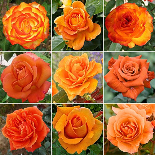 GardenersDream Orange Rose Bush Potted - Outdoor Garden Plants Ready to Plant - Climbing Roses for Garden with Fragrant Flower Rose Trees - Colourful Roses for Outdoor Gardens - (20-50cm Incl. Pot)