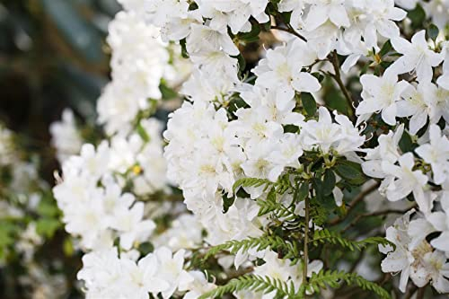 Japanische Azalee Rhododendron obtusum Schneesturm 30-40 cm winterhart