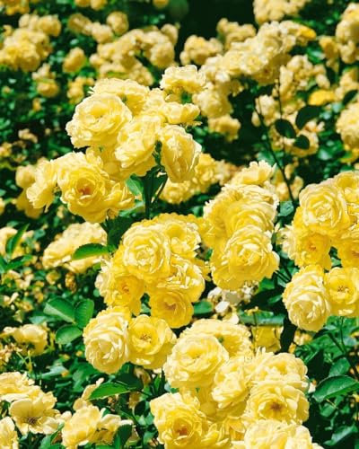 Rosa 'Golden Border' – Winterhart, Mehrjährig – Beetrose – Beetpflanze für Garten & Rabatten