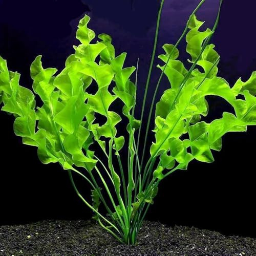 Wasserpflanzen samen、 bonsai samen、geschenke für gartenliebhaber aquarium pflanzen、pflanzen winterhart teichdeko、pflanzen für sonnige plätze stauden winterhart mehrjährig 1000pcs