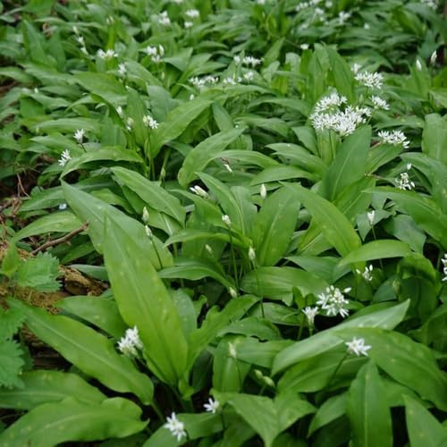 semillas de ajo silvestre resistentes, semillas interior exóticas de balcón, jardín ajo silvestre resistentes, 350pcs