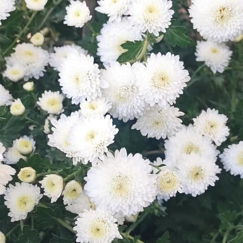 Semi resistenti di crisantemo - decorazione giardino esterno balcone serra 200pcs