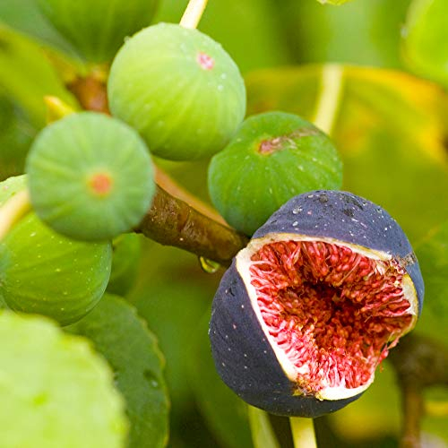 Ficus Feige Obstbaum | Beste Outdoor-Pflanze Geschenke | 20-30cm getopft