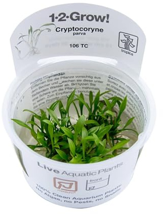 Aqua Essentials Tropica Cryptocoryne parva 1-2-GROW!