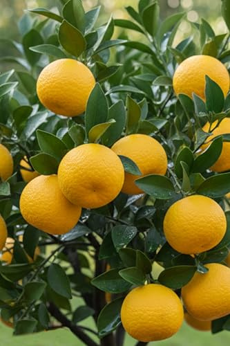 eGarden.store - Pianta vera di Arancio Yuzu Nano o Citrus X Junos - Altezza pianta: 60 cm Diamentro vaso: 20 cm - Alberello innesto basso di agrume commestibile ed ornamentale da esterno