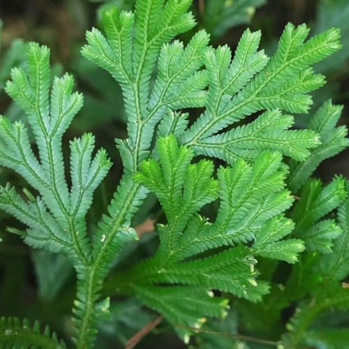 rose von jericho, blumenzwiebeln mehrjährig winterhart topfpflanze balkonpflanzen gewächshaus 4zwiebeln