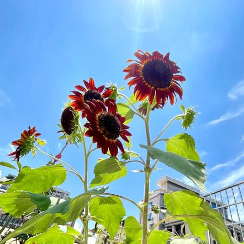 Sonnenblumensamen, bodendecker stauden sonnenblume, hochbeet gartendeko für draußen dekoration wohnzimmer outdoor rankpflanzen balkongarten zimmerbonsai gartenpflanzen zimmerpflanze 65pcs
