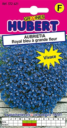 Graines D'Aubrietia Royal Bleu à Grande Fleur - 0,4 grammes