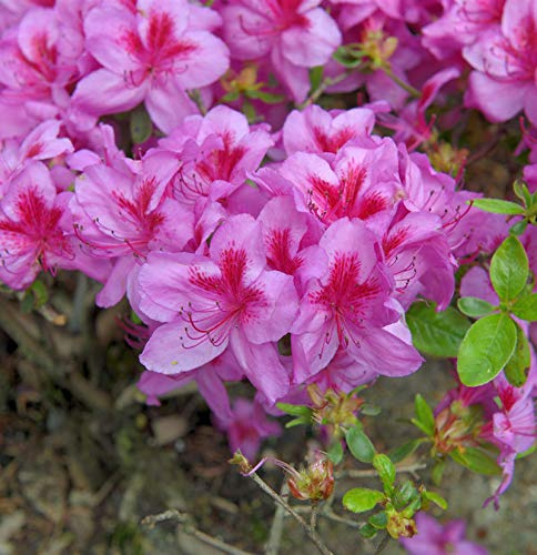 Japanische Azalee Peppina® 20-25cm - Rhododendron luteum - Zwerg Alpenrose - lebende Gartenpflanze aus den Baumschulen