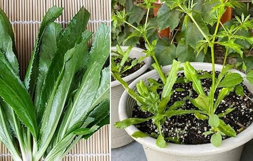 Culantro | 100+ Seeds | Thai Parsley Ngò GAI | Vietnamese Coriander