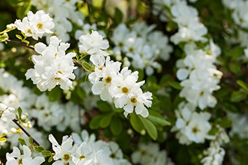 Exochorda macrantha 'The Bride' 40–60 cm – Winterhart, Mehrjährig, Pflegeleicht – Perlmuttstrauch – Blütenstrauch für Garten & Beet