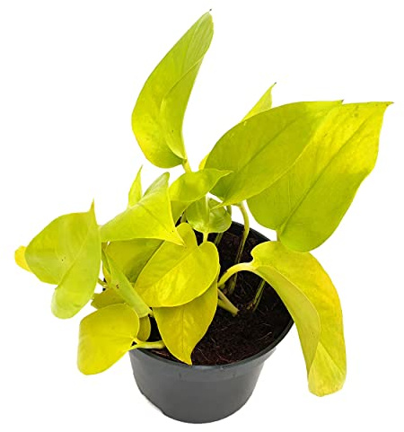 Potho Neón Planta Natural para Decorar la Casa