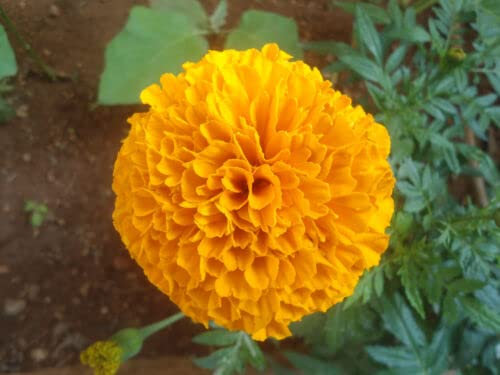 150 Grains de Rosier d'Inde (Tagetes Erecta) G531 N RINGELBLUMENSAMEN SEMILLA