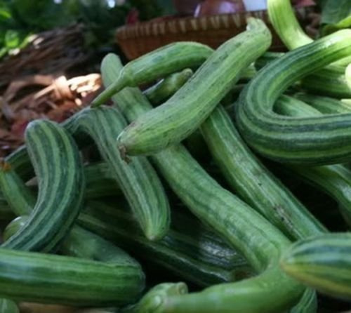 Graines Arméniennes De Concombre, Melon Serpent, Héritage Potager