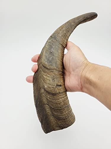 Herders Choice Chews Dried Goat Horns Dog Chew Large 1 pc.
