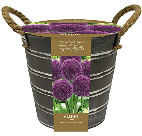 YouGarden Allium Outdoor Planter, Metal Bucket Planter with Allium Bulbs and Compost, Ready to Plant and Grow, Bulbs for Potted Garden Displays