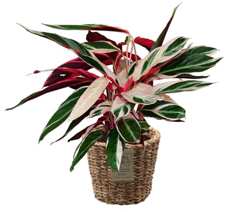 Green Me Up Set Calathea Triostar No. 19 im 19 cm Topf, farbenfrohe Zimmerpflanze 60 bis 70 cm, rosa weiß grüner Blattfärbung, Dekoset im geflochtenen Seegraskorb 25 cm für Wohnräume, Tierfreundlich