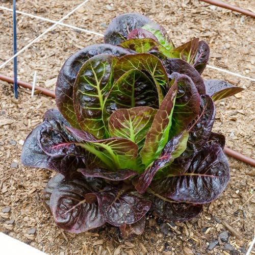 salatsamen, pflücksalat, exotische winterhart hochbeet gartenkräuter steingartenpflanzen 600pcs