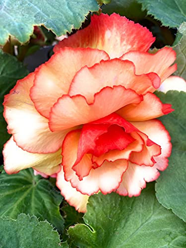 6 Mixed Colour Hardy Begonias (Corms to Plant Yourself) Free UK Postage